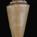 Image of Conus nybakkeni (Tenorio, J. K. Tucker & Chaney 2012)