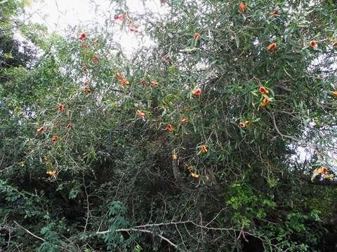 Plancia ëd Tabernaemontana catharinensis A. DC.