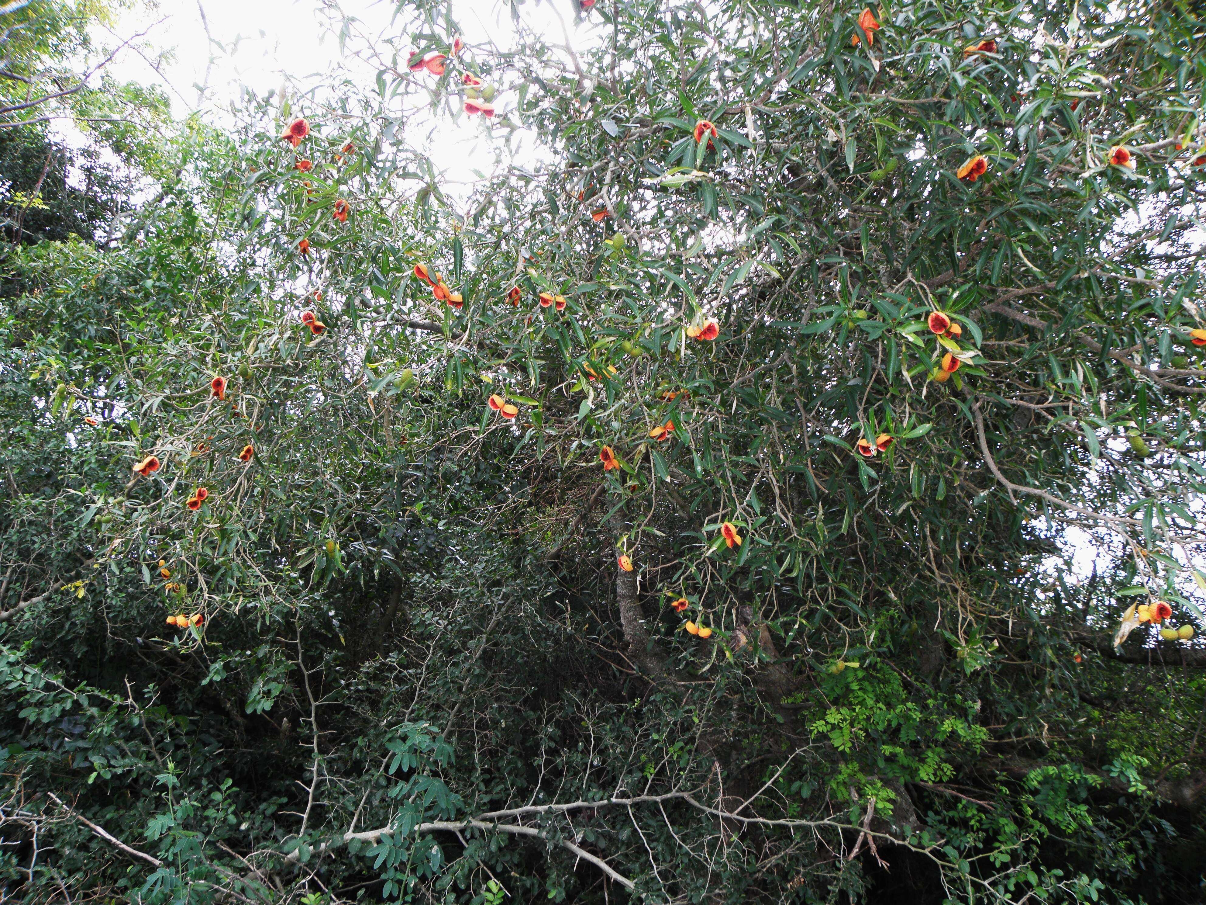 Imagem de Tabernaemontana catharinensis A. DC.