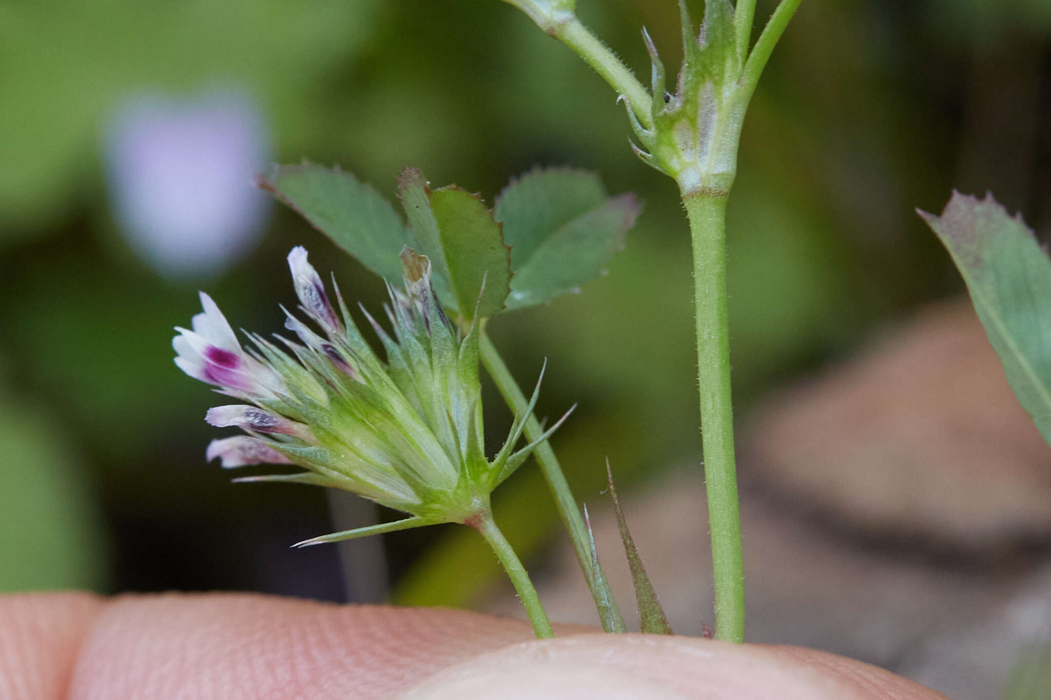 Image de Trifolium oliganthum Steud.