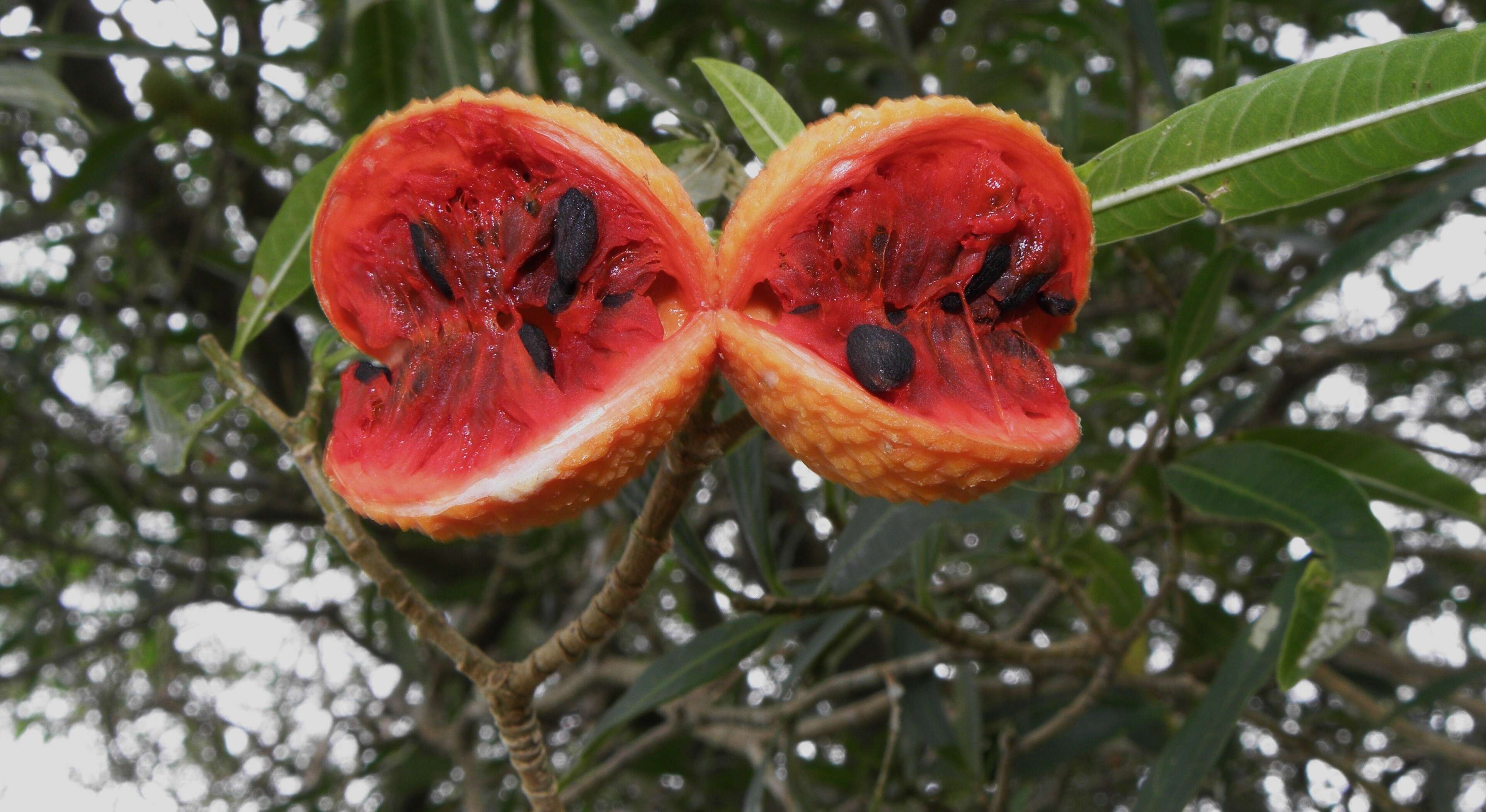 Plancia ëd Tabernaemontana catharinensis A. DC.