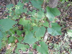 Image of graybark grape