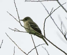 Image of Alder Flycatcher