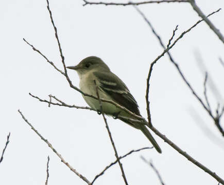 Image of Alder Flycatcher