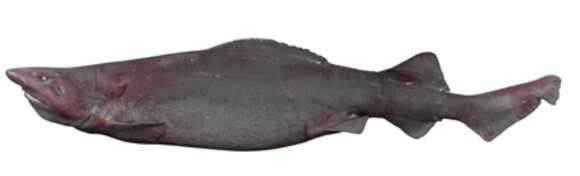 Image of Pseudotriakis