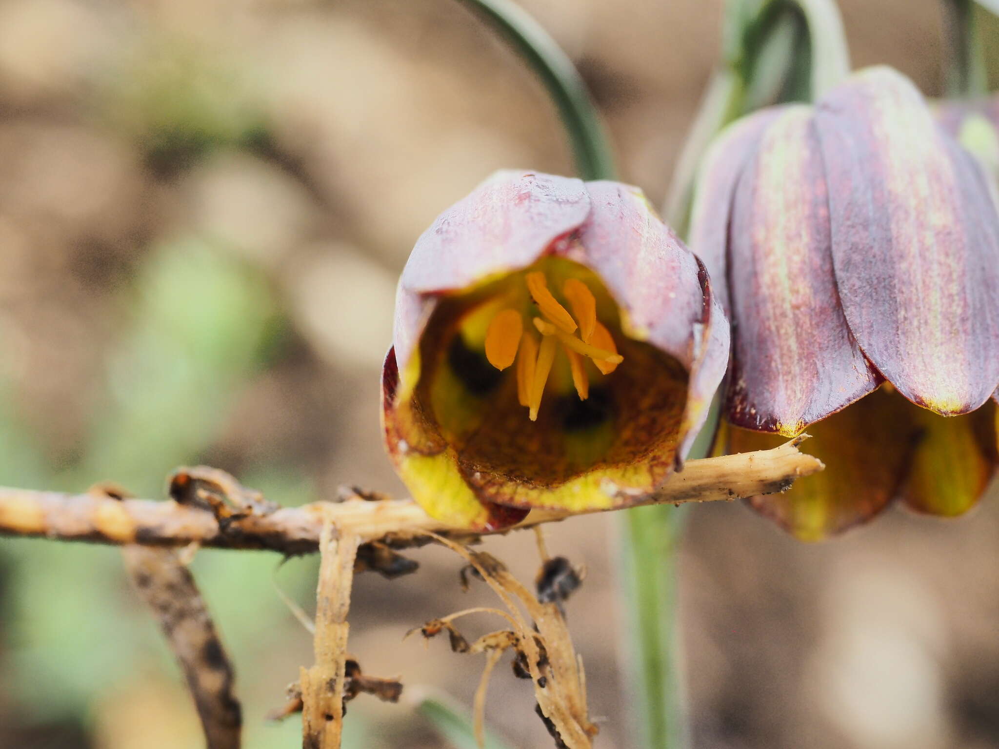 Image of Fritillaria lusitanica Wikstr.