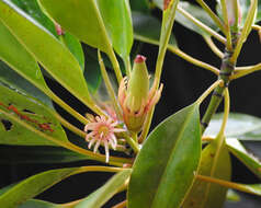 Image of Oriental mangrove