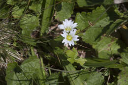 Image of Cerastium purpurascens Adams