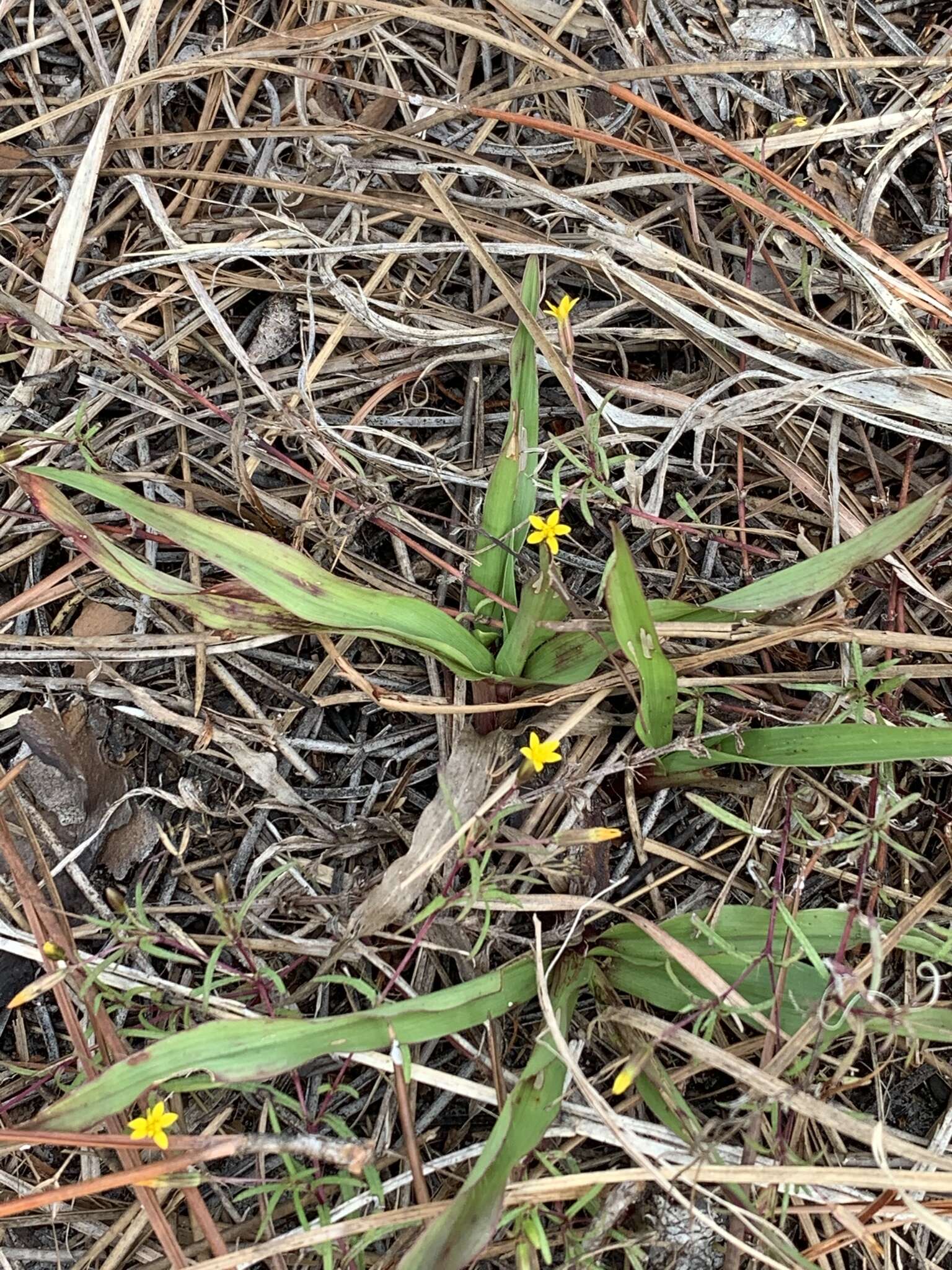 Image of sanddune cinchweed