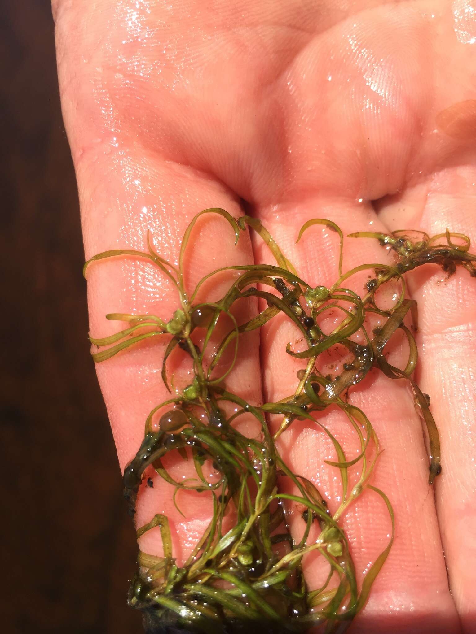 Image of northern snail-seed pondweed