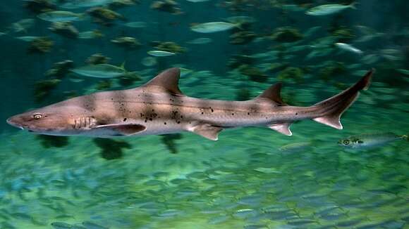 Image of Banded Houndshark