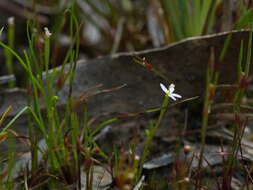 Image de Stylidium despectum R. Br.