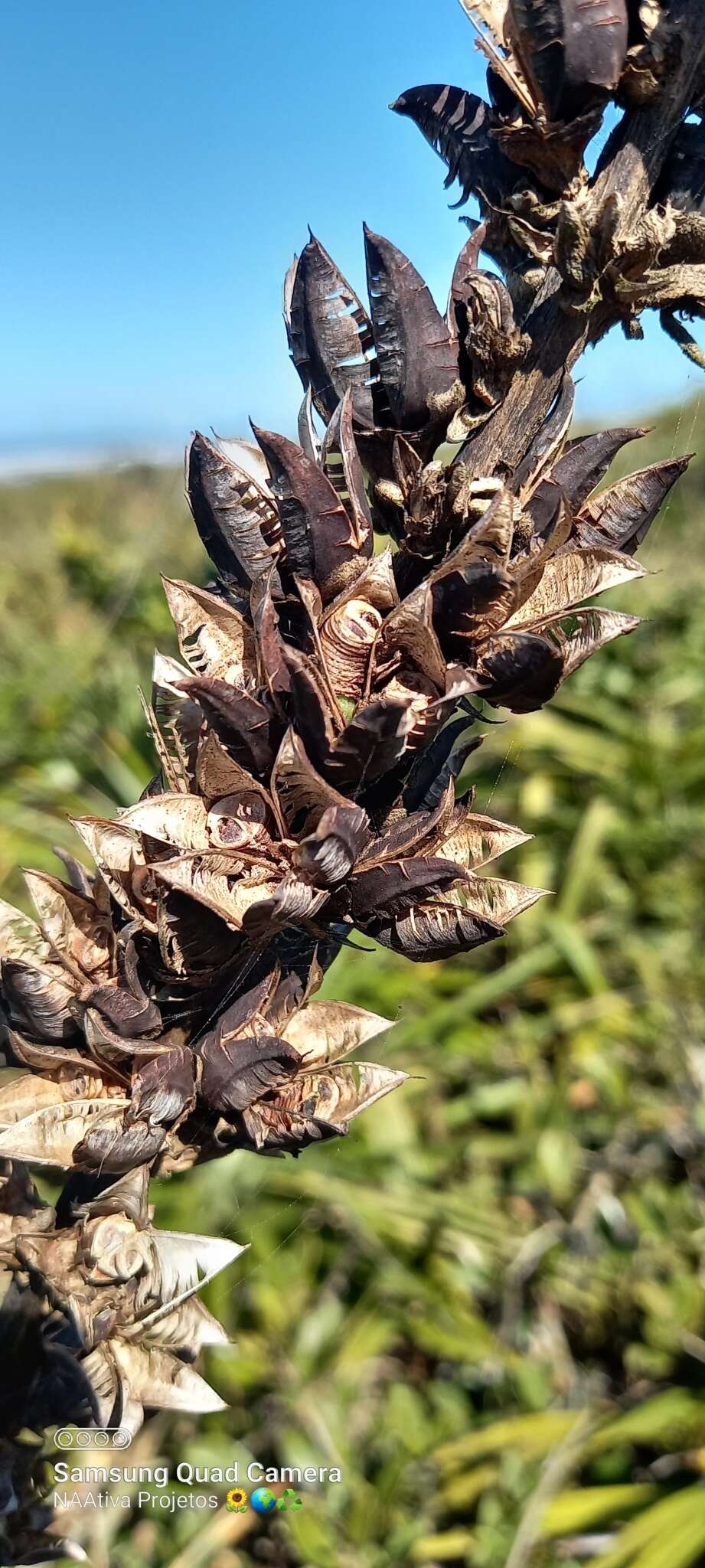 Image of Dyckia encholirioides (Gaudich.) Mez