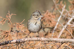 Image of Melospiza Baird & SF 1858