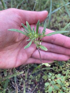 Image of wishbone fiddleleaf