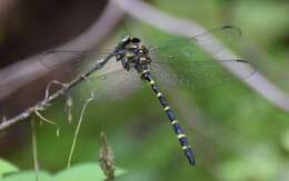 Image of Tiger Spiketail