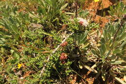 Image of Pine Hill buckbrush