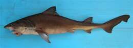 Image of Bigeye Houndshark