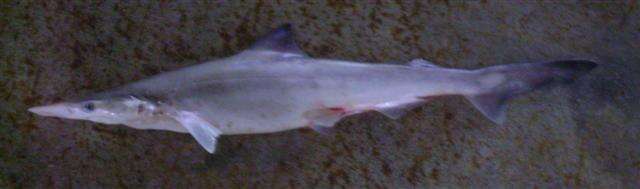 Image of Pacific spadenose shark