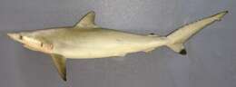 Image of Spottail Shark