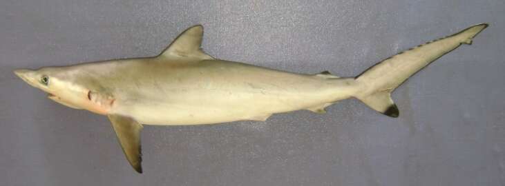 Image of Spottail Shark