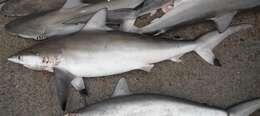 Image of Spottail Shark