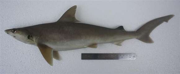 Image of Whitecheek Shark