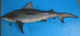 Image of Java Shark