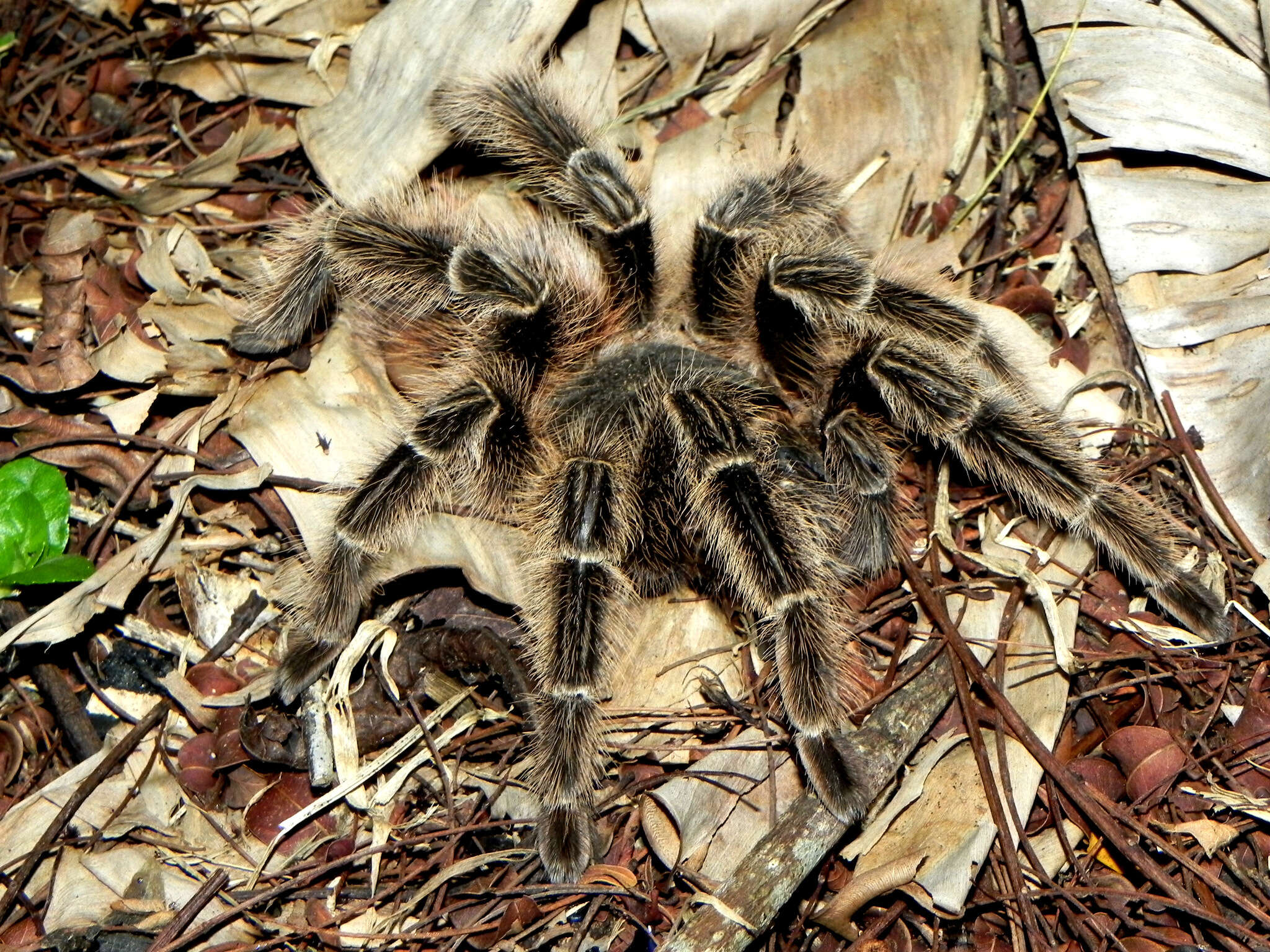 Image of Lasiodora subcanens Mello-Leitão 1921