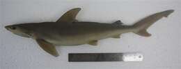 Image of Blackspot Shark