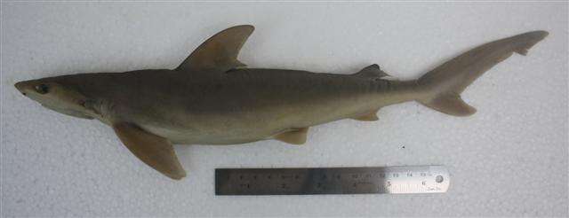 Слика од Carcharhinus sealei (Pietschmann 1913)