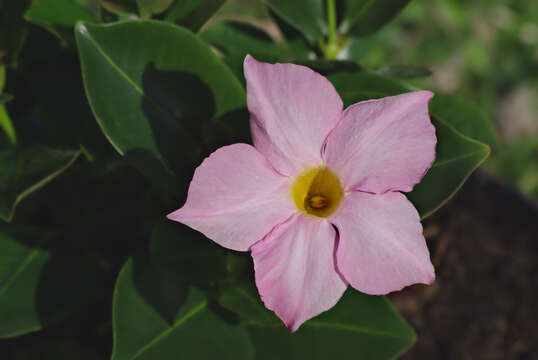 Plancia ëd Mandevilla sanderi (Hemsl.) R. E. Woodson