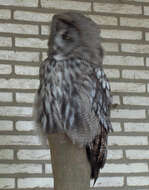 Image of Great Gray Owl