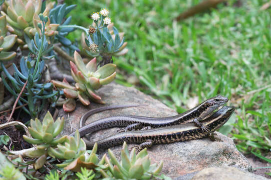 Image of Common Garden Skink