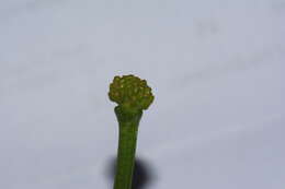 Image of Ficaria verna subsp. ficariiformis (Rouy & Foucaud) Maire