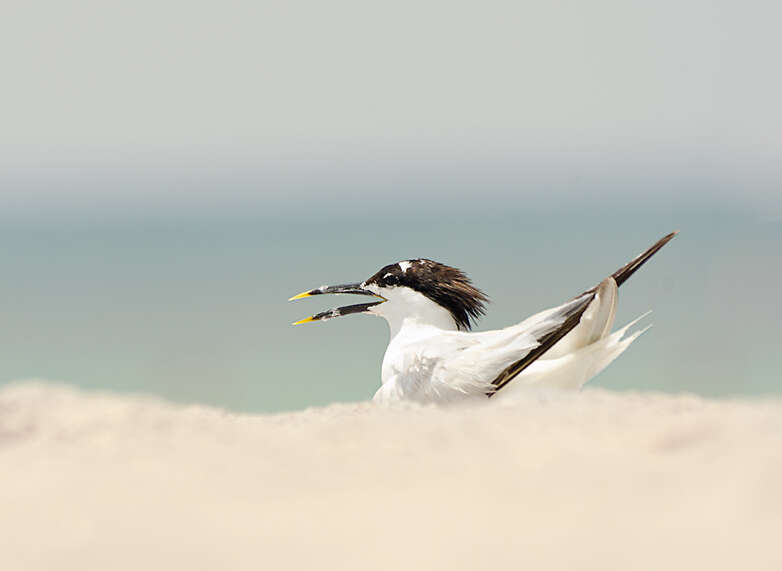 Image of Cabot's Tern