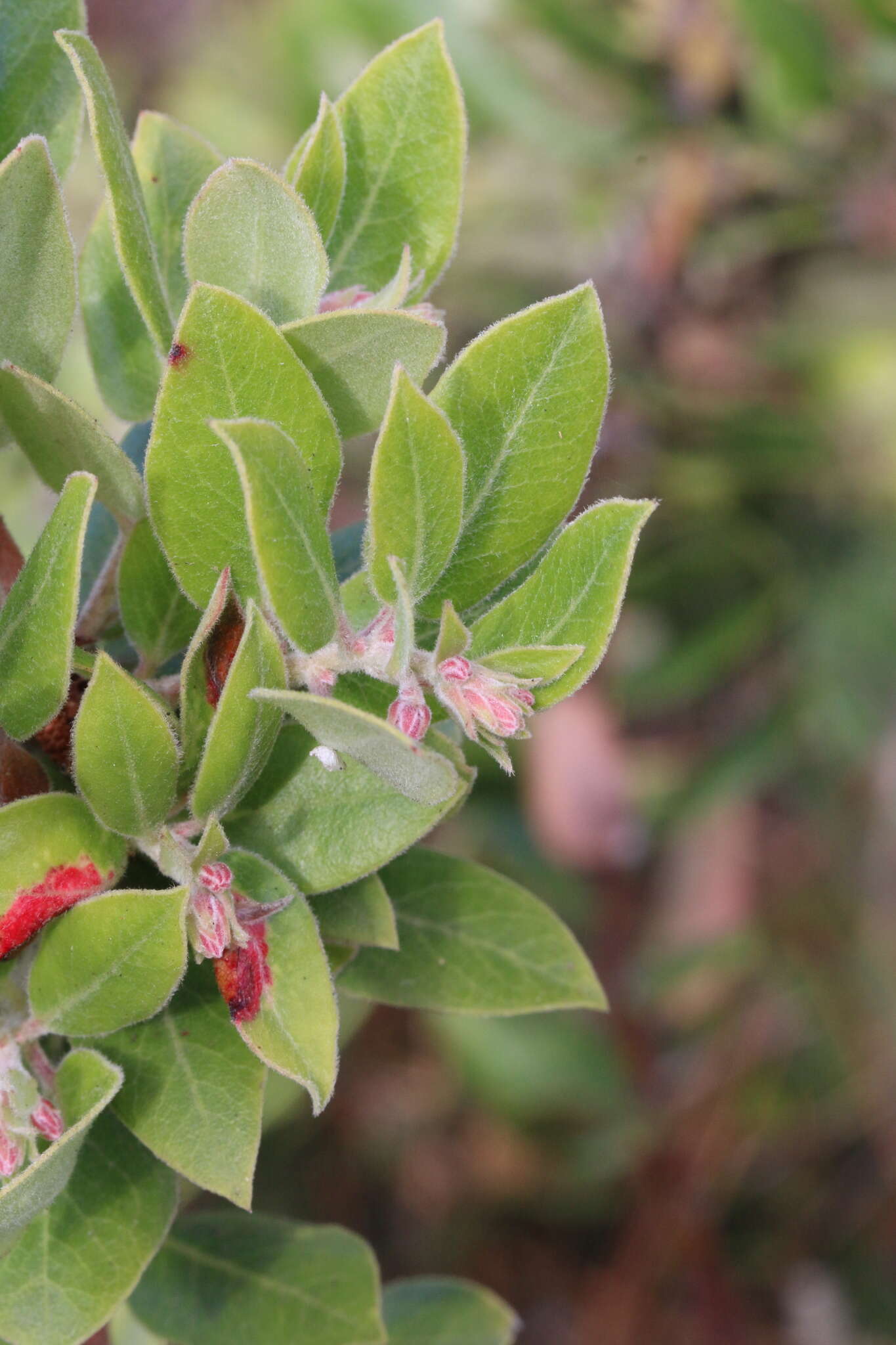 Image of woollyleaf manzanita