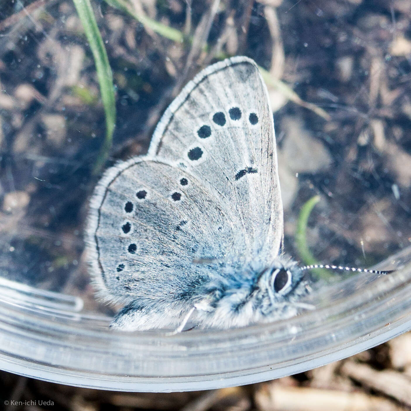 Image of Silvery Blue