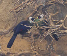 Image of White-crested Turaco