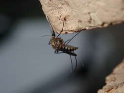 Imagem de Aedes imperfectus Dobrotworsky 1962