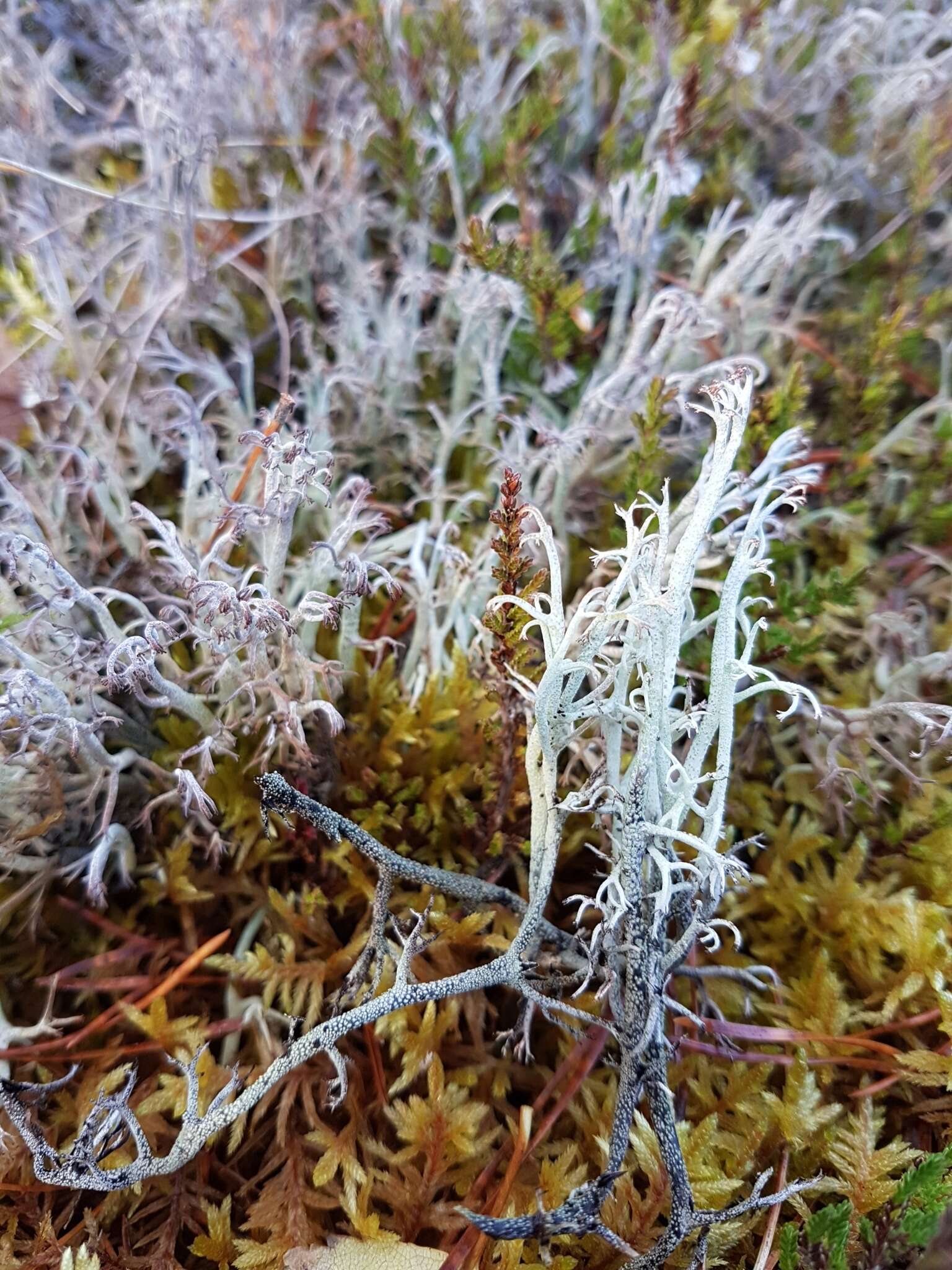 Imagem de Cladonia stygia (Fr.) Ruoss