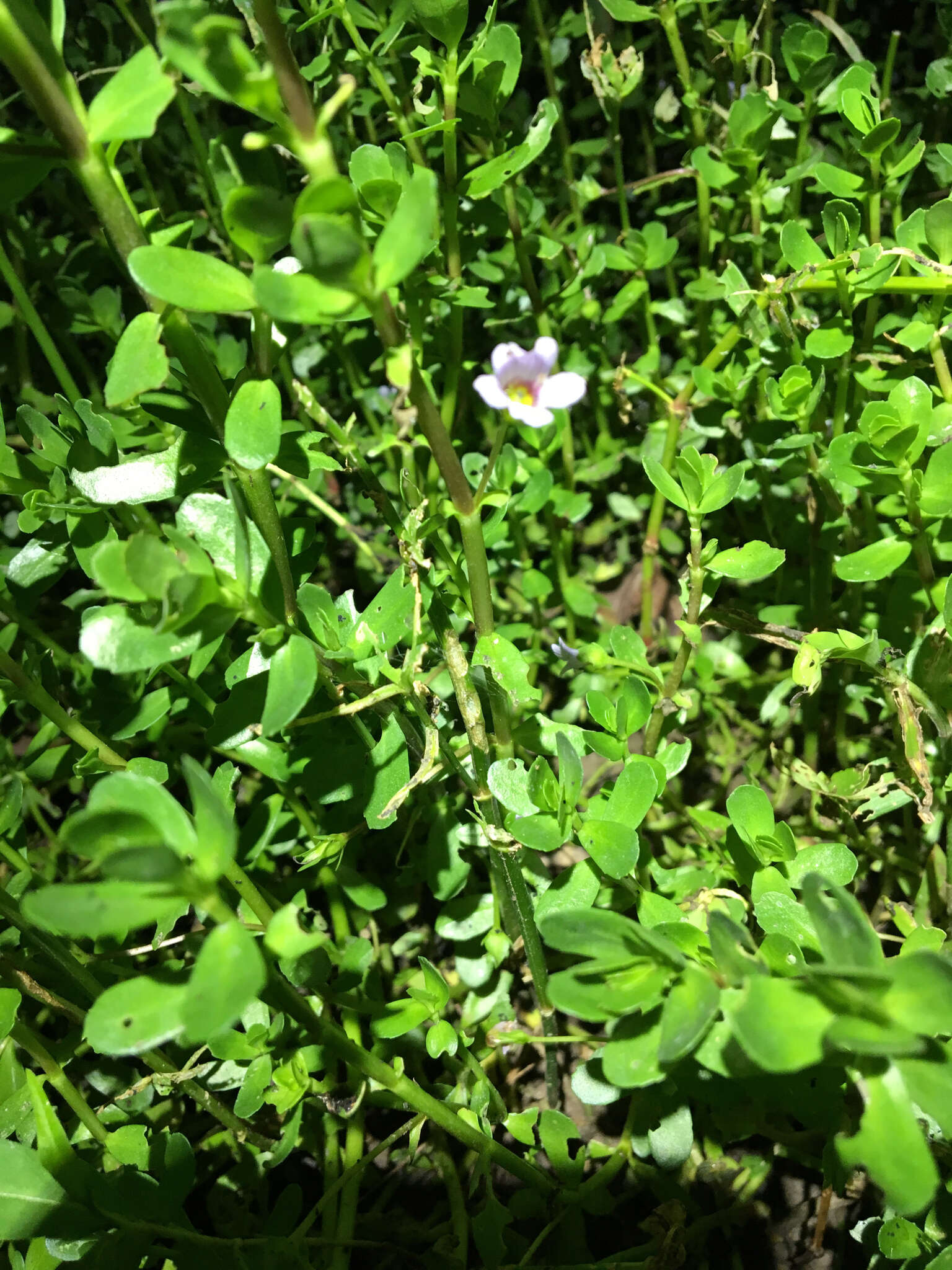 Plancia ëd Bacopa monnieri (L.) Pennell