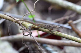 Image of Saban Anole