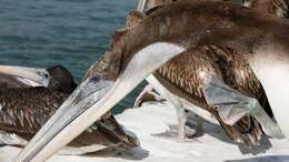 Image of Peruvian Pelican