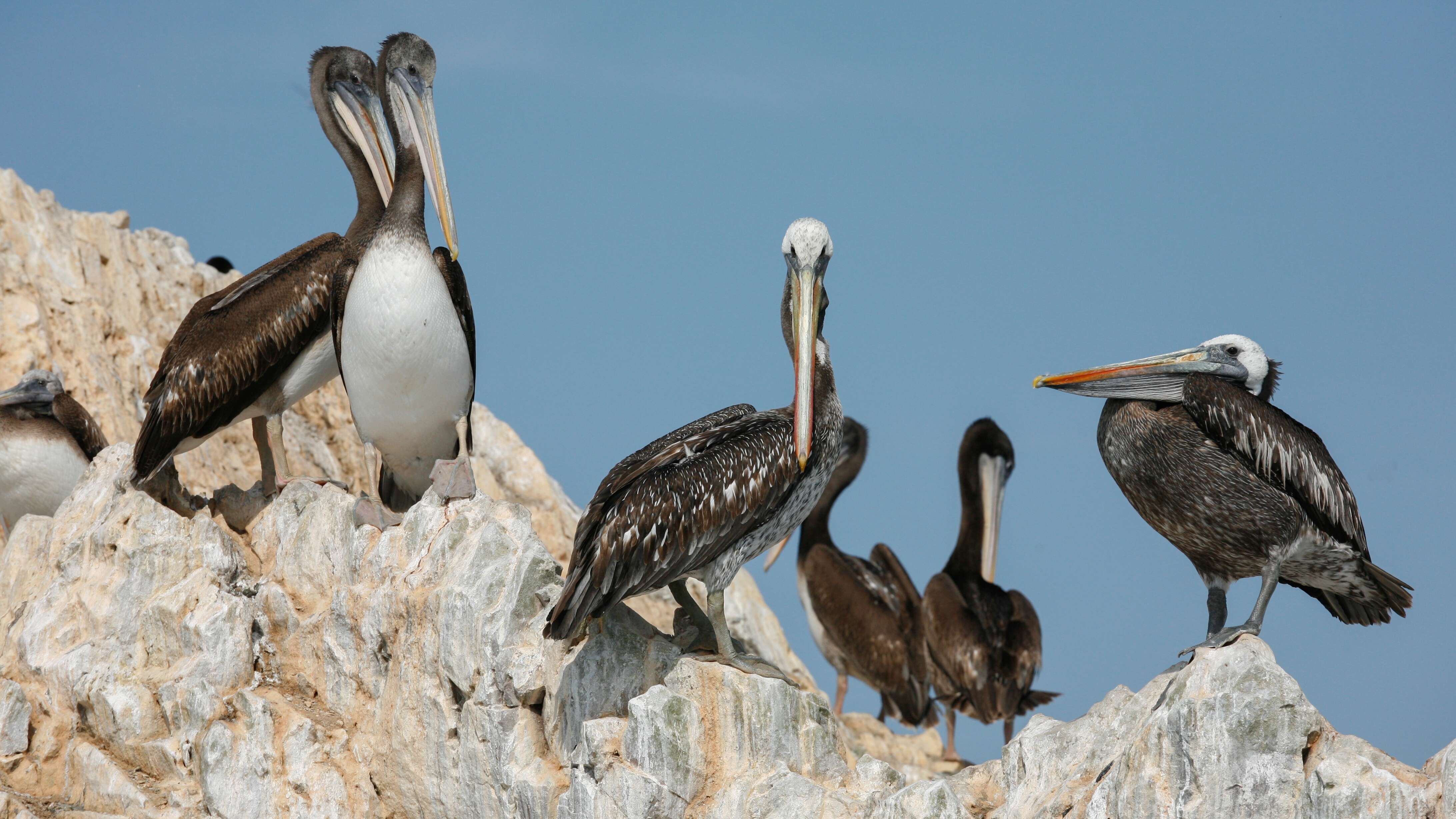 Image of Peruvian Pelican