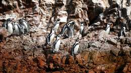 Image of Humboldt Penguin