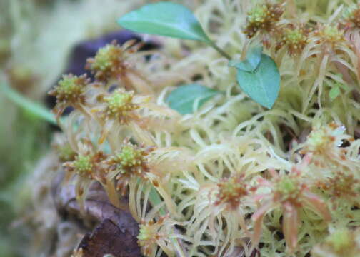 Image of Flexuous Bog-moss