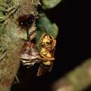 Image of Polistes testaceicolor Bequard 1937