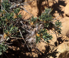 Imagem de Astragalus bethlehemiticus Boiss.