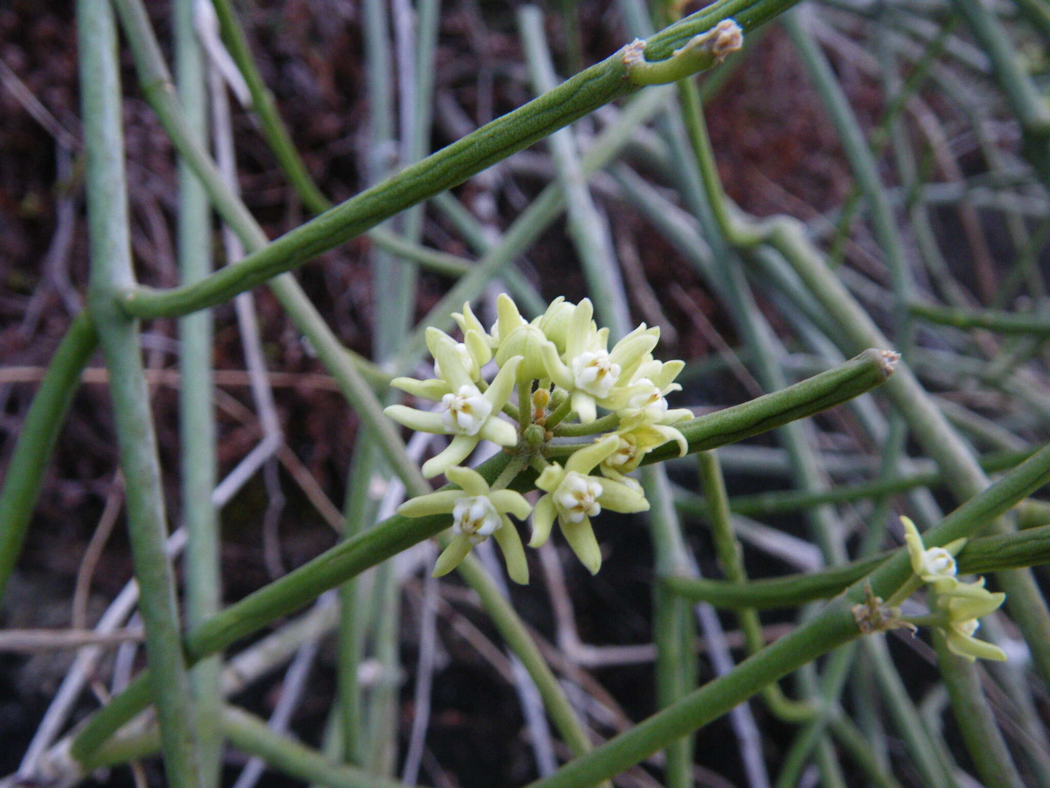 Image of Cynanchum viminale subsp. australe (R. Br.)